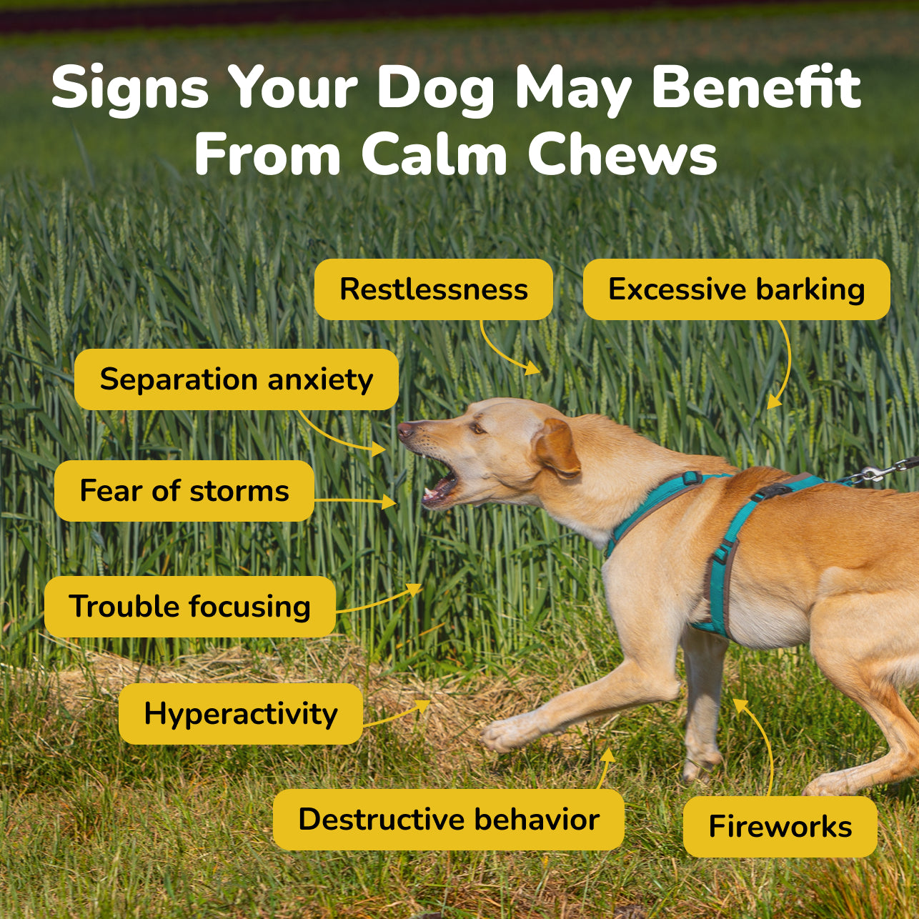 Calm Soft Chews