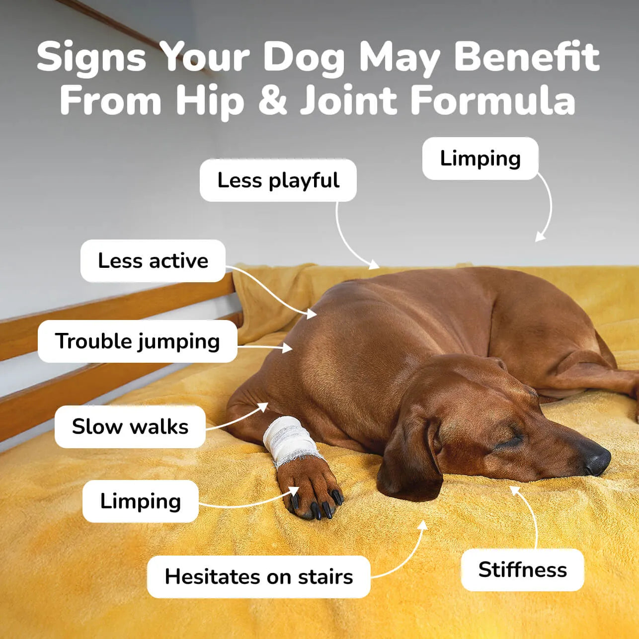 Hip & Joint Formula