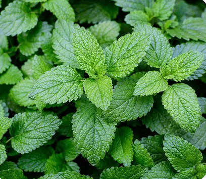 Lemon Balm Leaf Extract